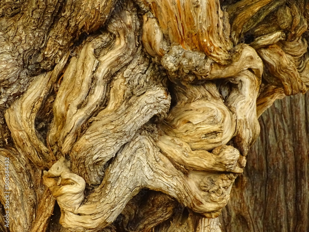 close up of a head of lion hidden in the wood