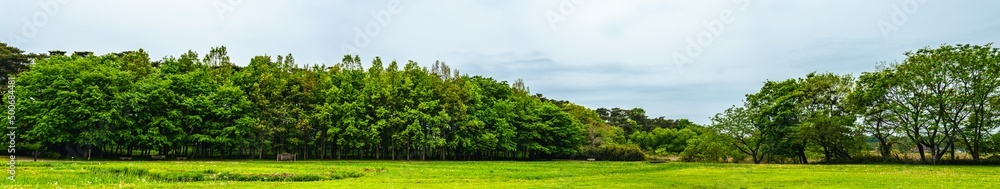 Panoramic view of a forest in the Japanese countryside.