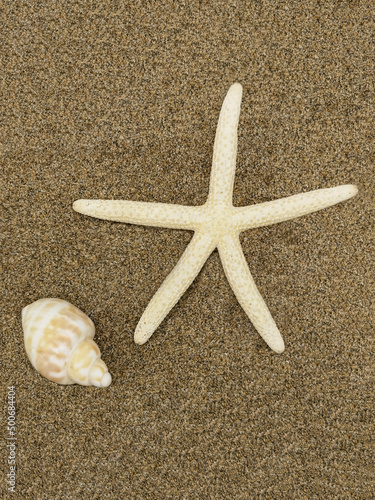 starfish on sand