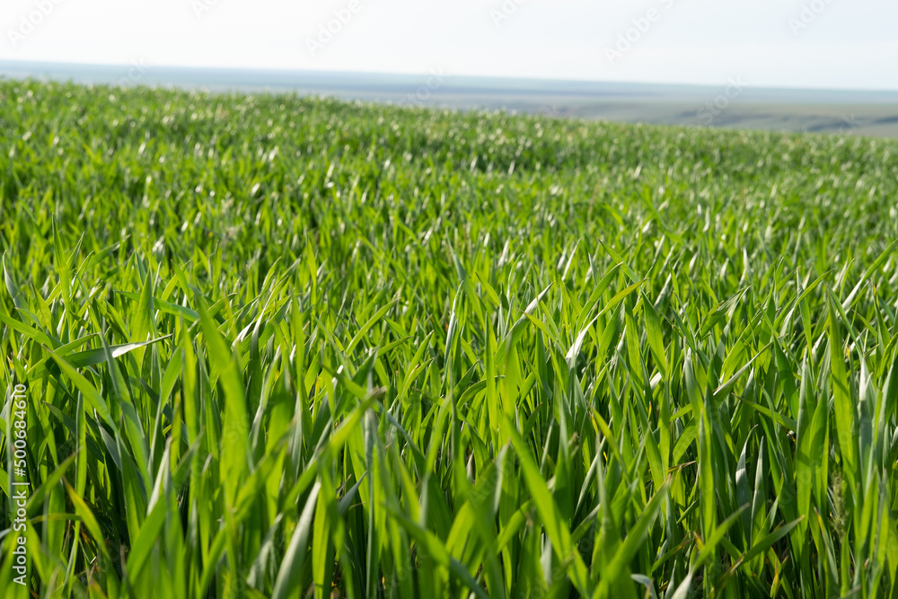 Obraz premium Young wheat plants growing on the soil, Amazingly beautiful endless fields of green wheat grass go far to the horizon.
