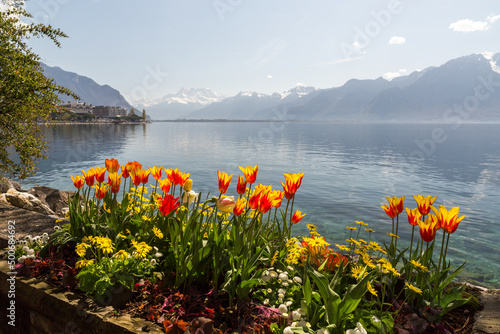 Tulipes sur le bord de lac à Montreux