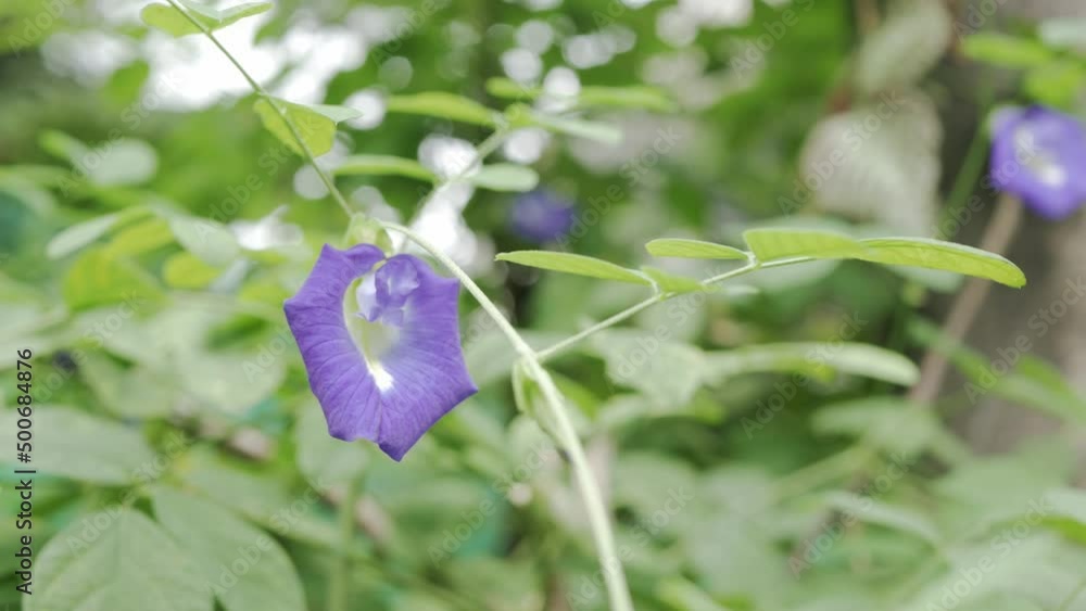 a purple flower of butterfly pea with green tree leaves in tropical organic garden a purple flower of butterfly pea with green tree leaves in tropical organic garden