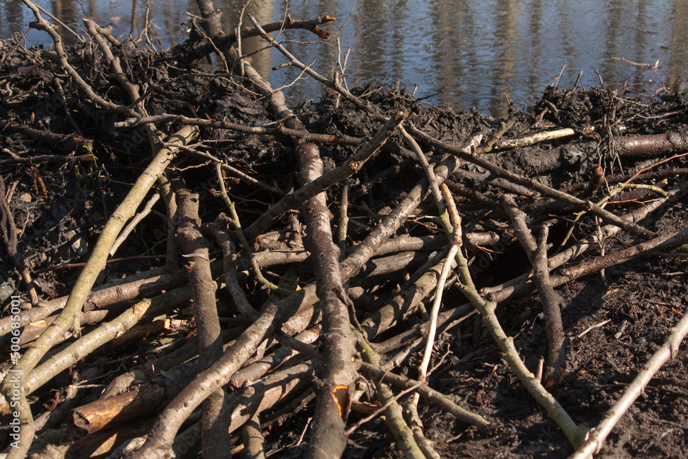 Fototapeta premium Beaver building a dam