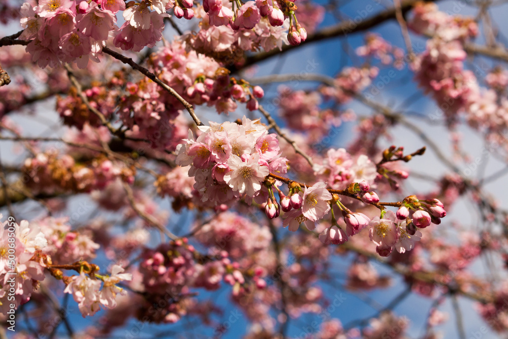 Pink Cherry blossom tree standing in the sun Pink Cherry blossom tree standing in the sun