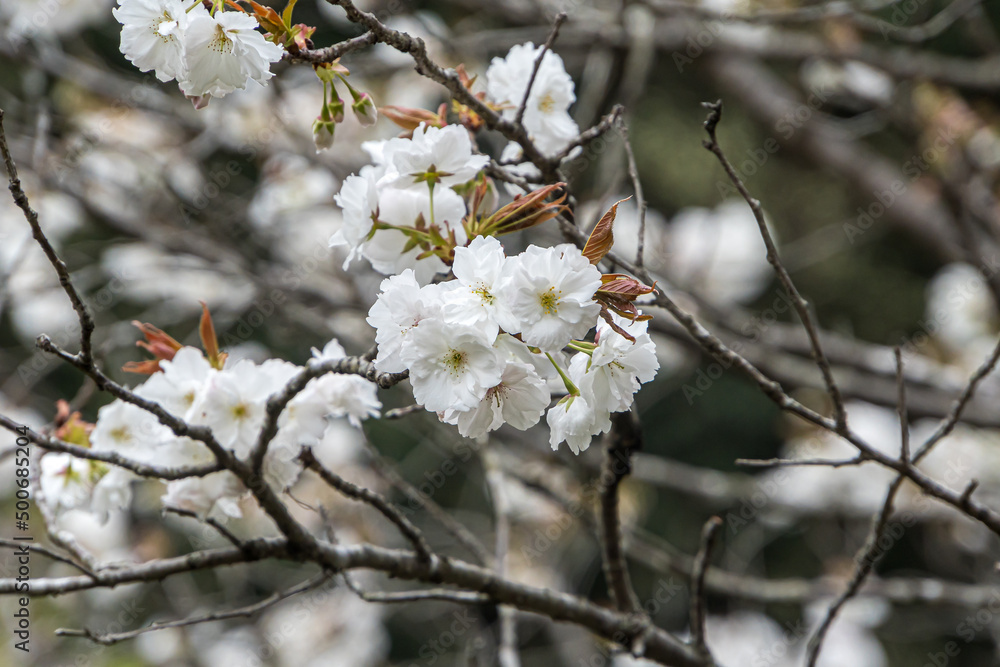 blooming tree in spring; cherry blossom blooming tree in spring; cherry blossom