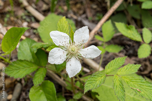 white flower; Rubus hirsutus (species of raspberry)