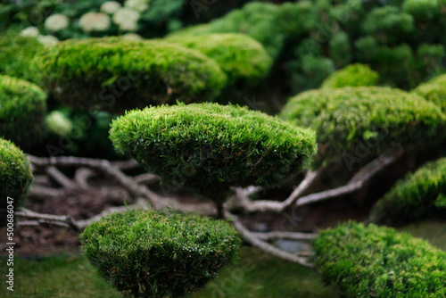 Garden bonsai, juniper niwaki. garden topiary art photo