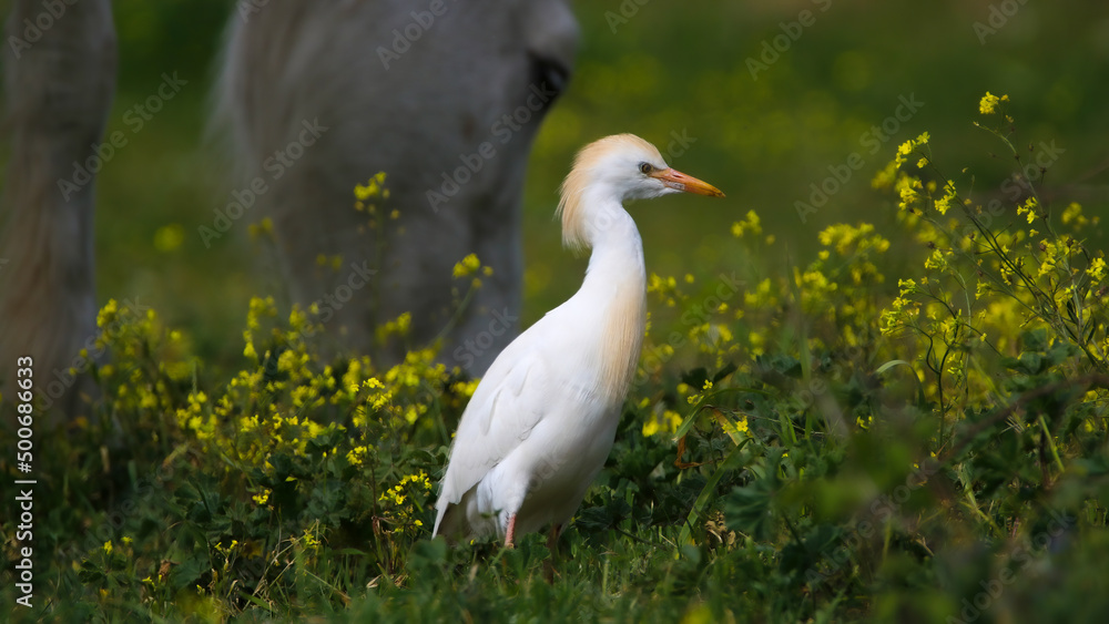 Fototapeta premium Cattle egret