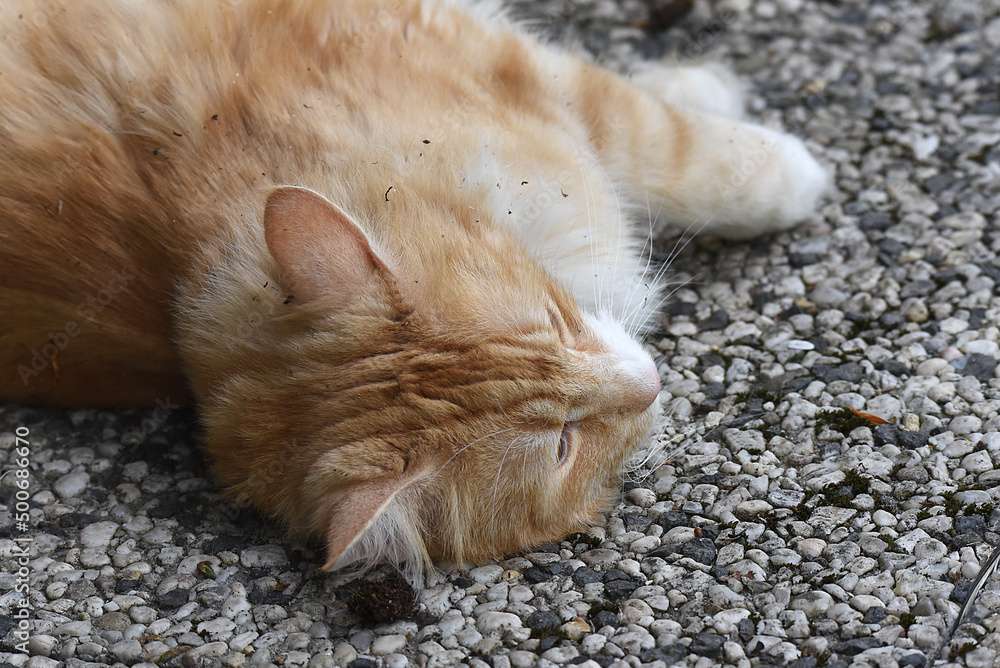 wunderschöne weiss braune Katze, Nahaufnahme wunderschöne weiss braune Katze, Nahaufnahme