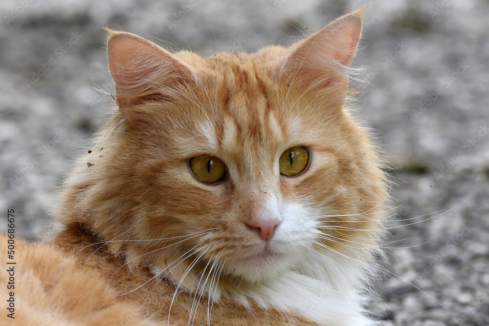 wunderschöne weiss braune Katze, Nahaufnahme