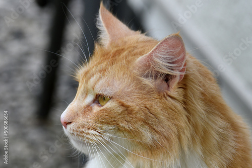 wunderschöne weiss braune Katze, Nahaufnahme