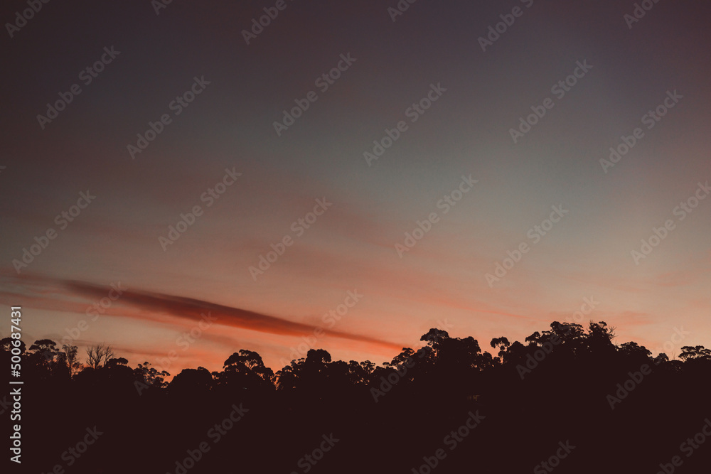 majestic pink sunset over the mountains with eucalyptus gum trees silhouettes shot in Tasmania