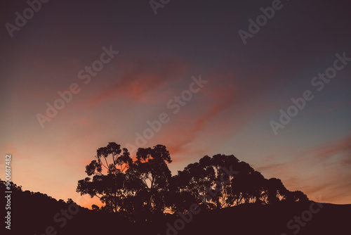 majestic pink sunset over the mountains with eucalyptus gum trees silhouettes shot in Tasmania