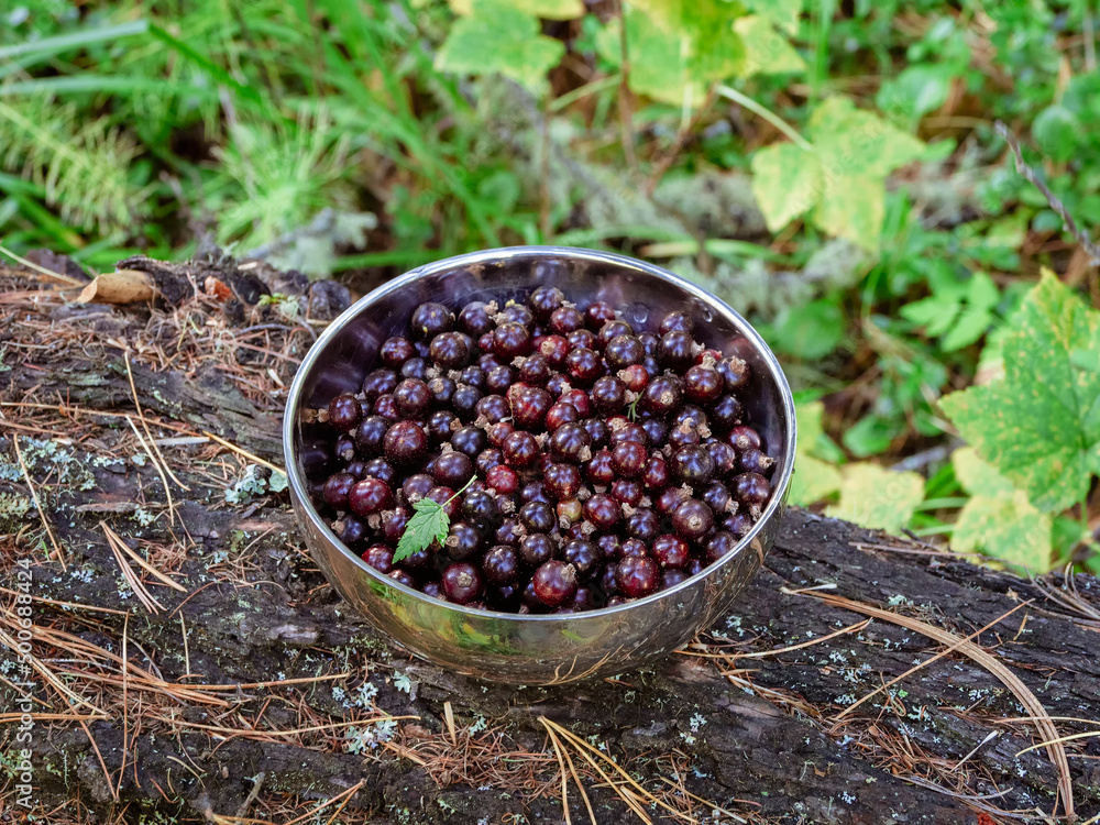 Full metal bowl of wild black currant berries. Bowl with collected wild berries stands on a stump in the forest. Gifts of nature, black currants in a silver bowl. Full metal bowl of wild black currant berries. Bowl with collected wild berries stands on a stump in the forest. Gifts of nature, black currants in a silver bowl.