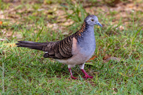 Bar-shouldered Dove in Queensland Australia