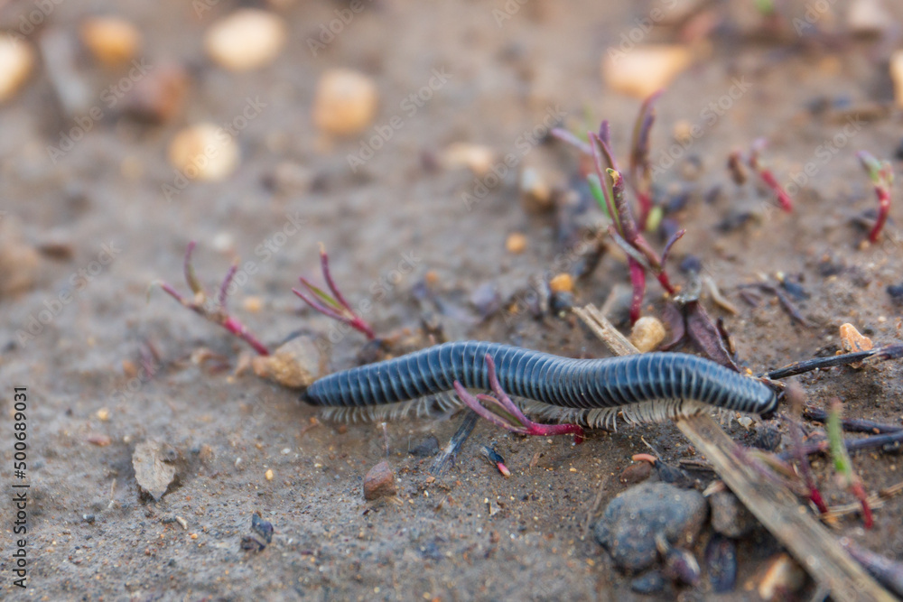 small centipede in the field, worm with legs, close shot of an invertebrate on the ground small centipede in the field, worm with legs, close shot of an invertebrate on the ground