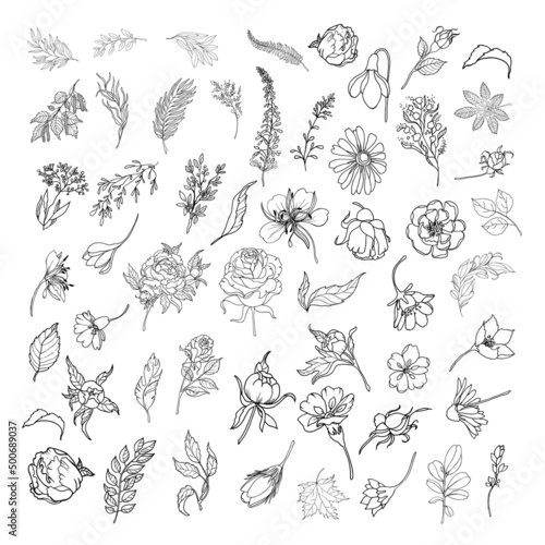 Big set with leaves and flowers. 54 elements. Botanical plant illustration. Rose, peony branches, grass leaves. Vintage floral background. Vector design elements. Isolated. Black and white.
