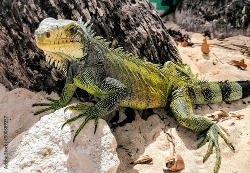 Fényképezés iguane sur la plage