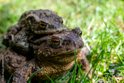 mating toads in spring, a pair of male and female toads on the grass