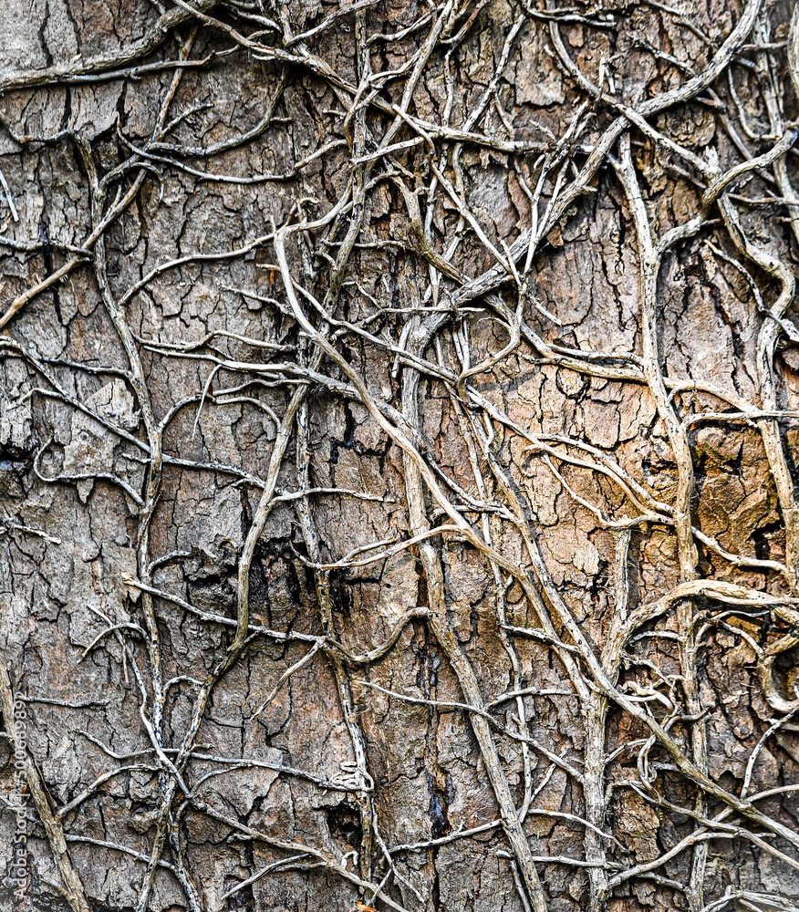 Beautiful close-up of a trunk tree Beautiful close-up of a trunk tree