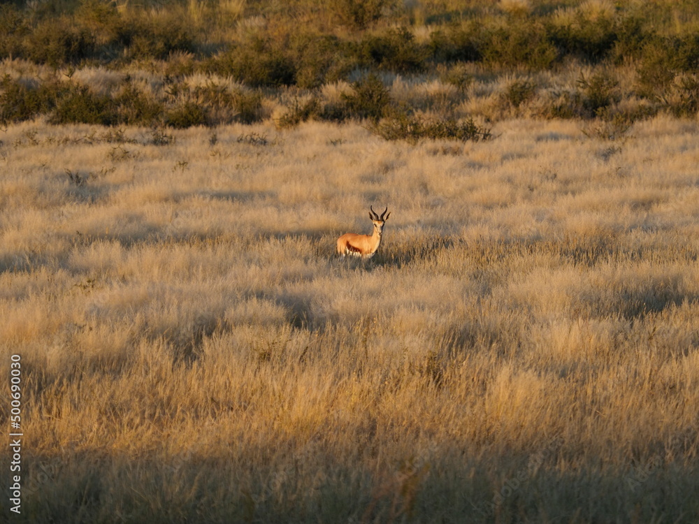 Springbok in tall grasses Springbok in tall grasses