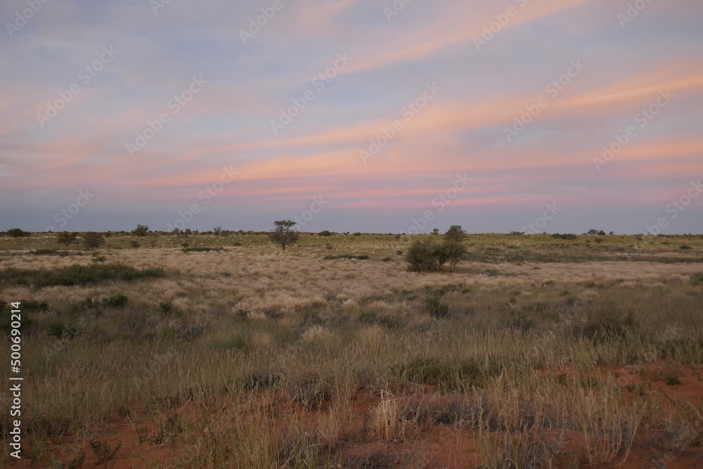 Arid landscape of the Kalahari desert