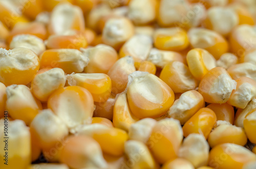 Close up of corn kernel. 