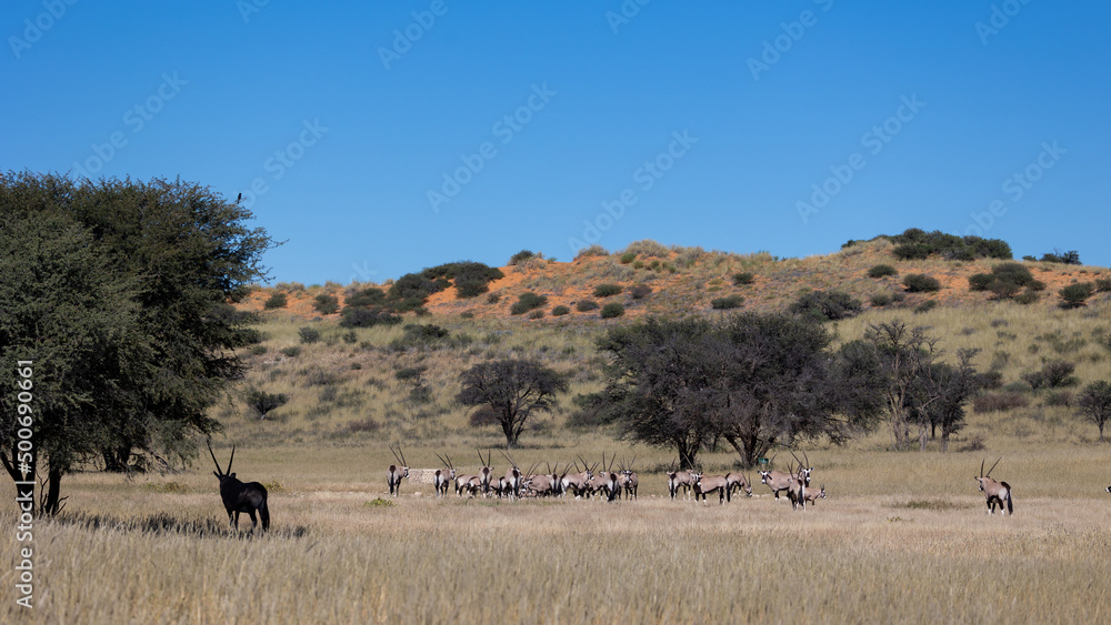 a herd of oryx drinking water at a waterhole