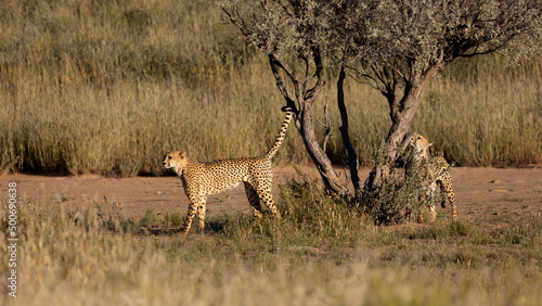 two cheetah males scent marking