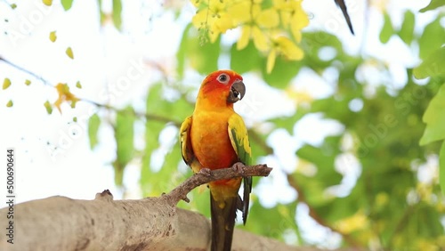 Group of parrots looking for food other and waiting feed on the branch of tree (Cassia fistula), Sun Conure Parrots. Lovely Pets concept
