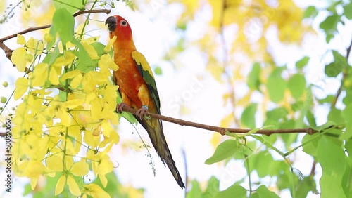 Group of parrots eating feed on the branch of tree in the forest (Cassia fistula), Sun Conure Parrots. Lovely Pets concept