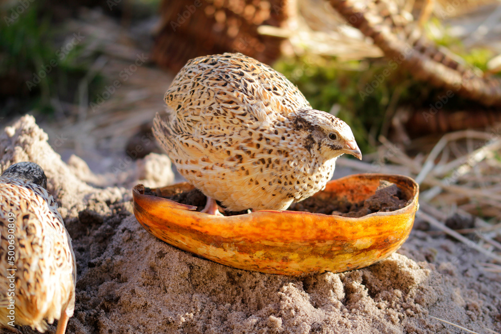 Fototapeta premium isabelle coloured laying quail in proper husbandry is happy of life