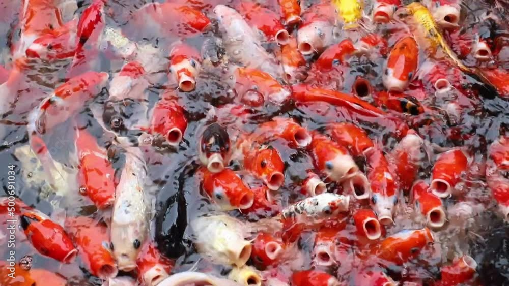Group of Japanese Koi fishes in a clear pond swimming and waiting feed. (Cyprinus carpio) Group of Japanese Koi fishes in a clear pond swimming and waiting feed. (Cyprinus carpio)