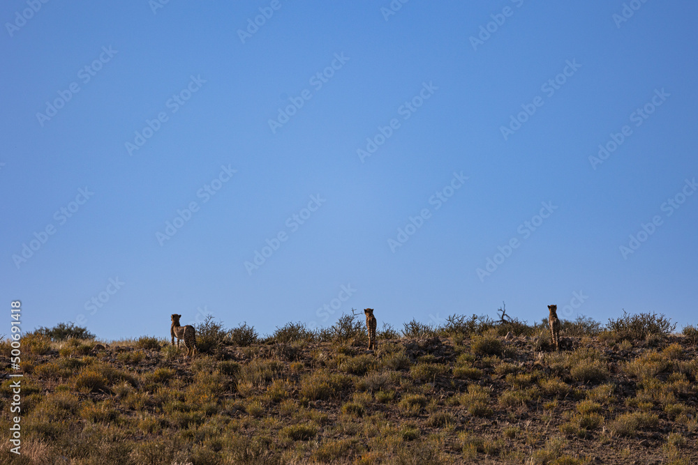 three cheetahs overlooking a ridge three cheetahs overlooking a ridge