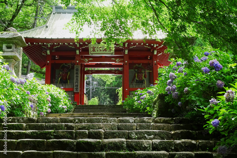 赤い仁王門とアジサイ【大雄山最乗寺・7月】／日本神奈川県南足柄市