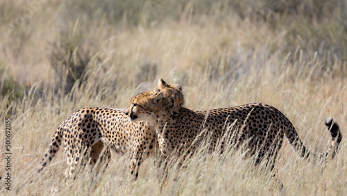 playful cheetahs in the wild