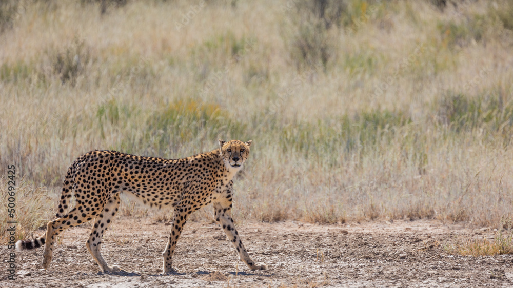 Fototapeta premium a cheetah on the move in Kgalagadi
