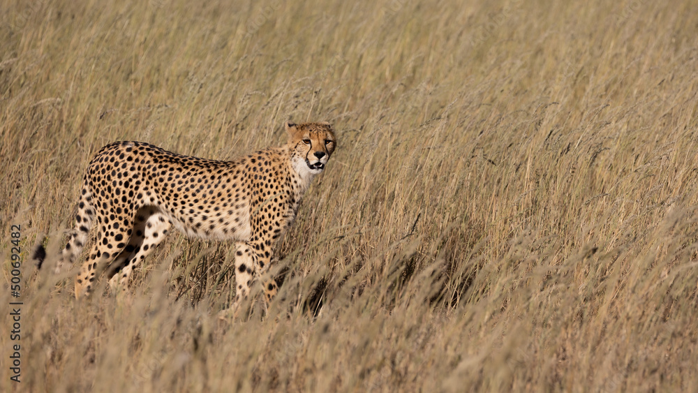 a cheetah on the move in Kgalagadi a cheetah on the move in Kgalagadi
