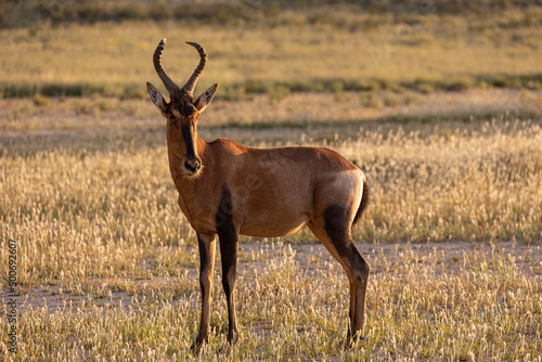 Red hartebeest in the Kgalagadi