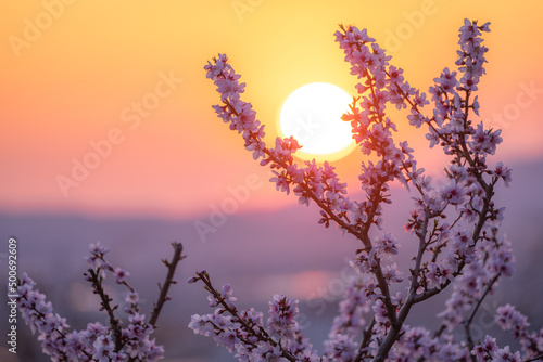 Spring of peach blossoms shining in the setting sun