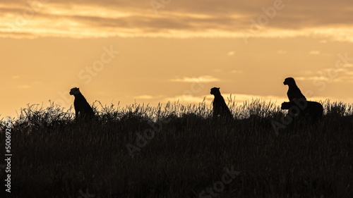 Four cheetah silhouettes early morning overlooking a ridge