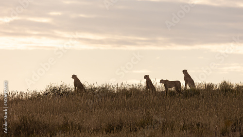 Four cheetah silhouettes early morning overlooking a ridge