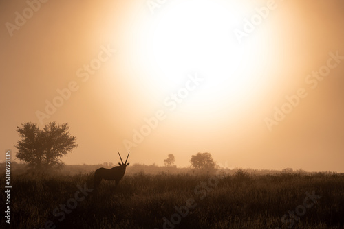 Oryx silhouette in golden hour light