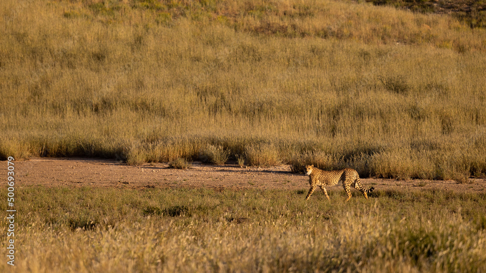 Naklejka premium a cheetah on the move in Kgalagadi