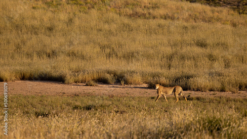 a cheetah on the move in Kgalagadi