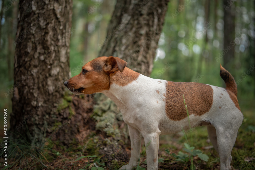Jack Russell Terrier on a walk in the summer forest. Jack Russell Terrier on a walk in the summer forest.
