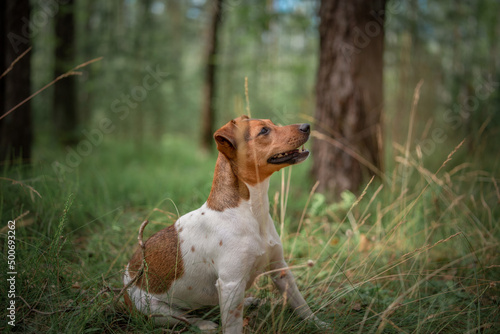 Jack Russell Terrier on a walk in the summer forest.