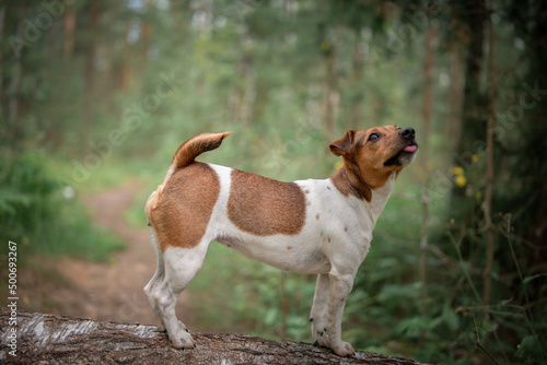 Jack Russell Terrier on a walk in the summer forest.