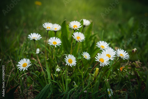 Beautiful meadow with fresh grass and flowers in nature in spring. Summer spring perfect natural landscape. Bayern Germany