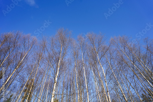 Fototapeta Naklejka Na Ścianę i Meble -  forest sky image